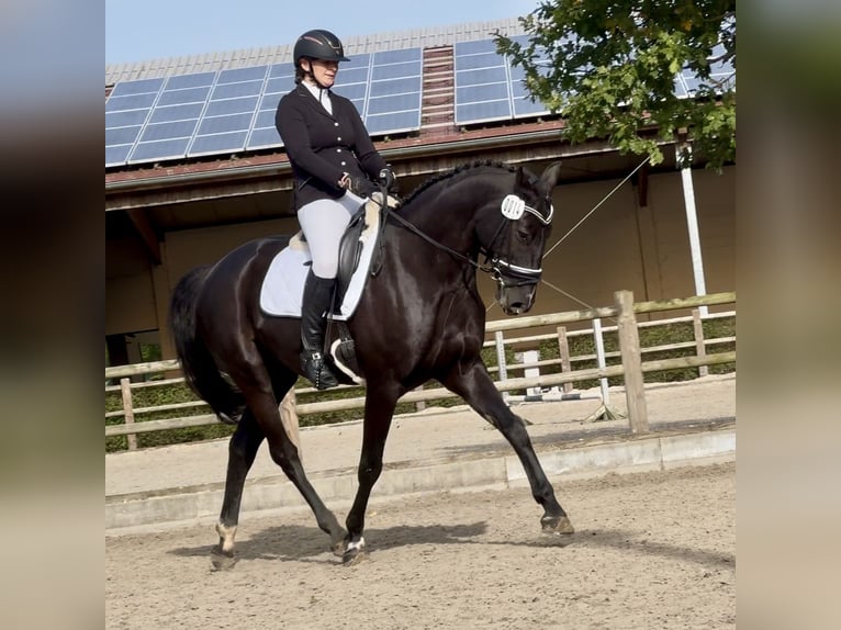 Oldenburg-International (OS) Gelding 5 years in Elmshorn