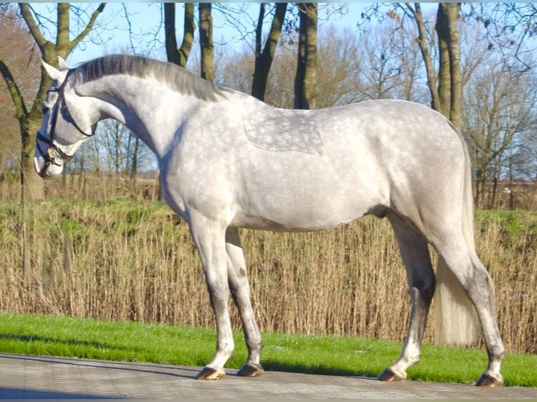 Oldenburg-International (OS) Gelding 6 years 16,1 hh Gray-Dapple in Berne