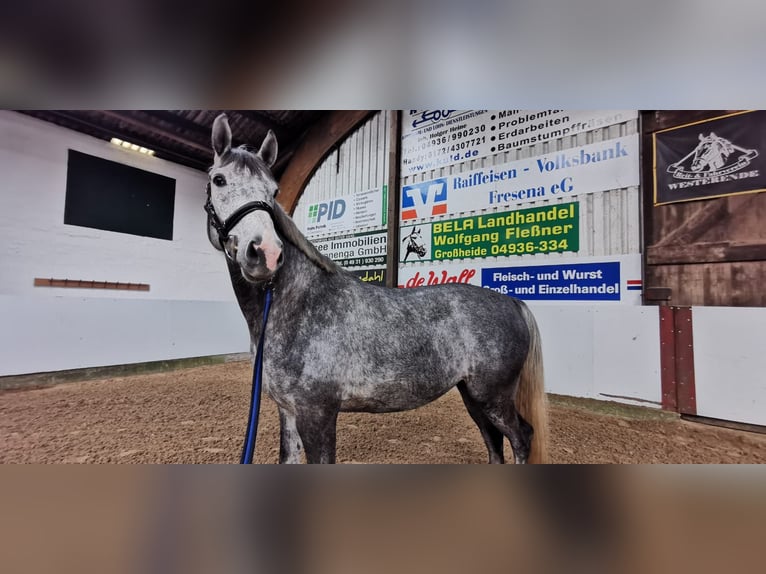 Oldenburg-International (OS) Gelding 6 years 16,1 hh Gray-Fleabitten in Steinburg