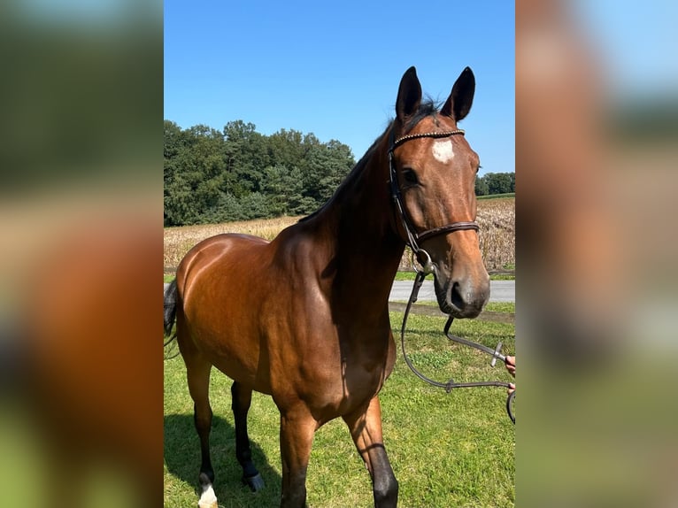 Oldenburg-International (OS) Gelding 6 years 16,2 hh Brown in Versmold