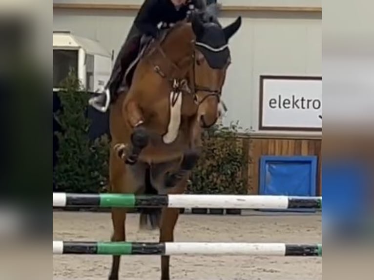 Oldenburg-International (OS) Gelding 6 years 16,2 hh Brown in Monheim am Rhein Baumberg