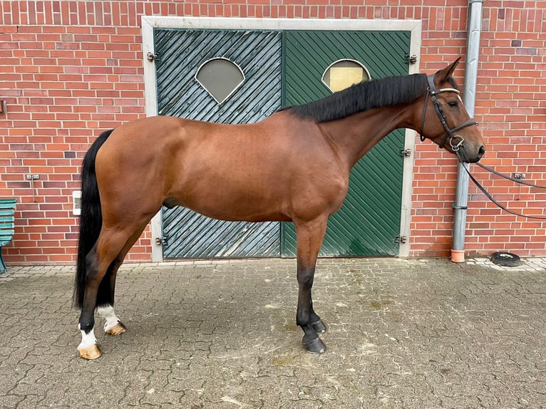 Oldenburg-International (OS) Gelding 6 years 16,3 hh Brown in Berge