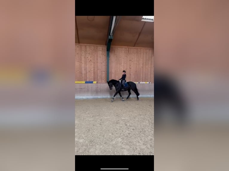 Oldenburg-International (OS) Gelding 6 years 16 hh Black in Neumarkt