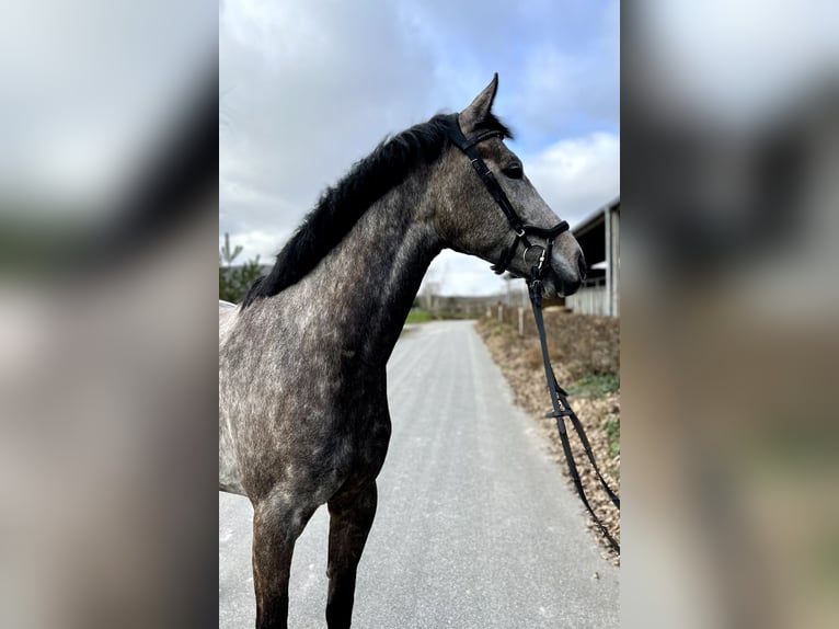 Oldenburg-International (OS) Gelding 6 years 16 hh Gray in Kükels