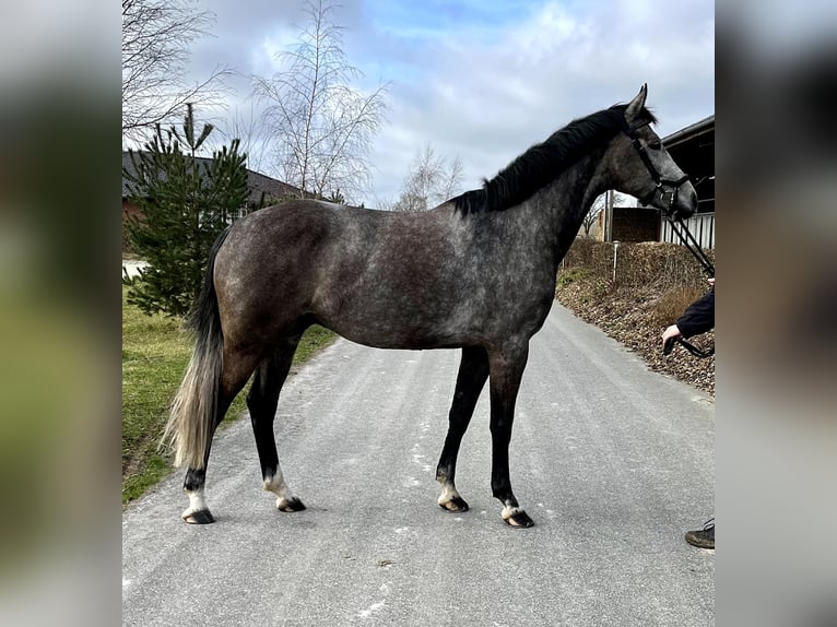 Oldenburg-International (OS) Gelding 6 years 16 hh Gray in Kükels