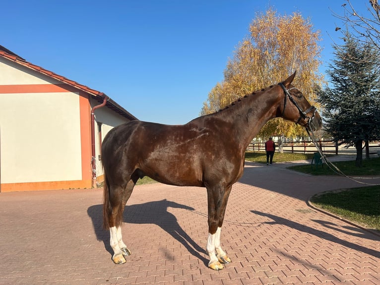 Oldenburg-International (OS) Gelding 6 years 17,1 hh Chestnut in Prostějov