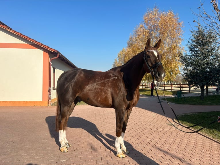 Oldenburg-International (OS) Gelding 6 years 17,1 hh Chestnut in Prostějov