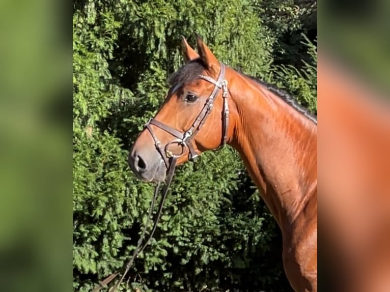 Oldenburg-International (OS) Gelding 6 years Brown in Lachendorf