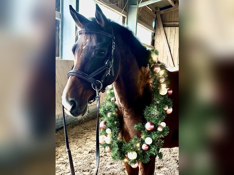 Oldenburg-International (OS) Gelding 7 years 15,2 hh Brown in Memmingen