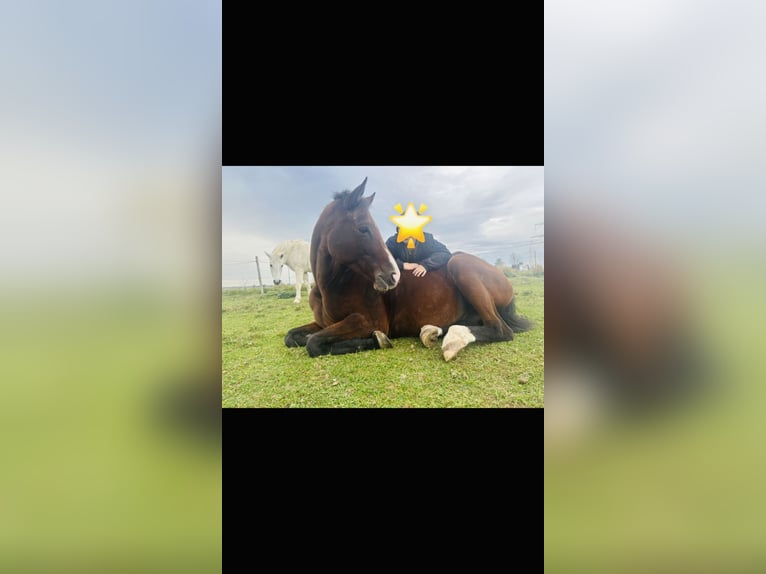 Oldenburg-International (OS) Gelding 7 years 15,2 hh Brown in Memmingen