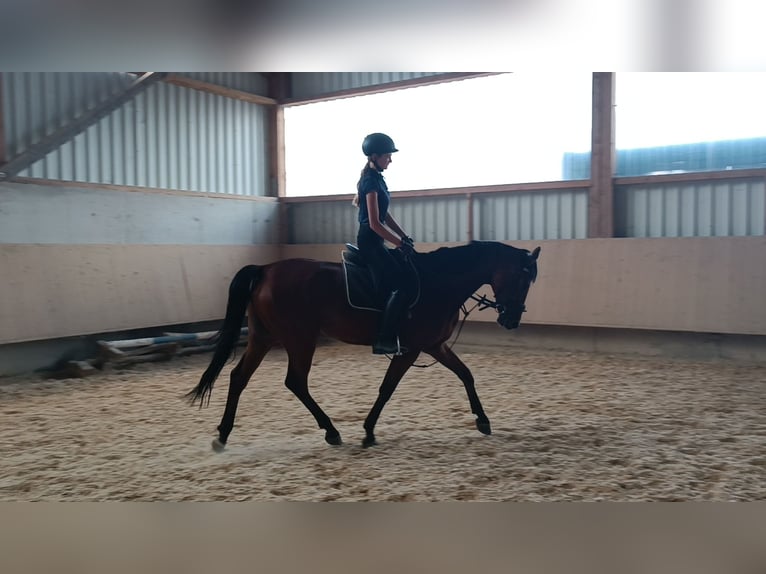 Oldenburg-International (OS) Gelding 7 years 16,1 hh Brown in Vaihingen an der Enz