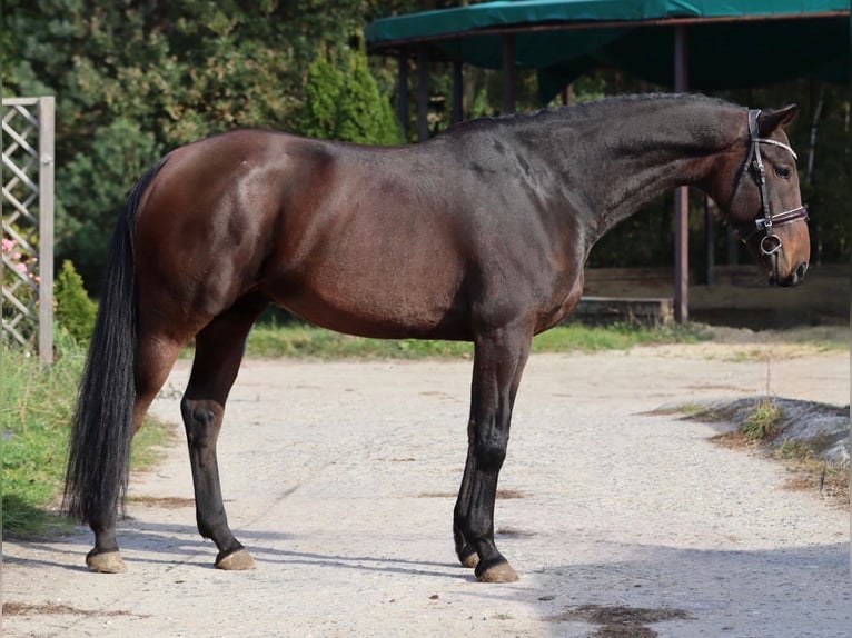 Oldenburg-International (OS) Gelding 7 years 16,2 hh Bay-Dark in Mladá Boleslav