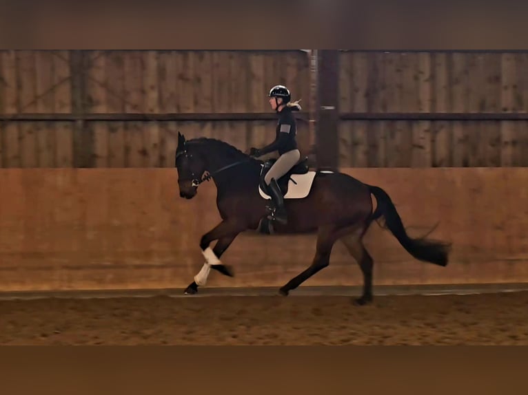 Oldenburg-International (OS) Gelding 7 years 16,2 hh Brown in Detmold