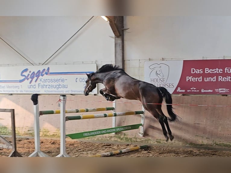 Oldenburg-International (OS) Gelding 7 years 16,2 hh Brown in Detmold