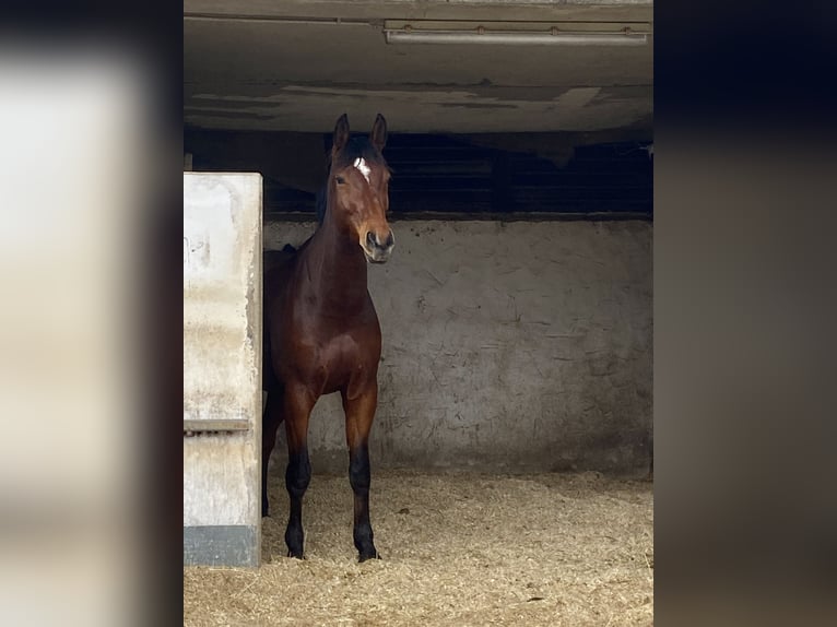 Oldenburg-International (OS) Gelding 7 years 16,3 hh Brown in Bad Orb