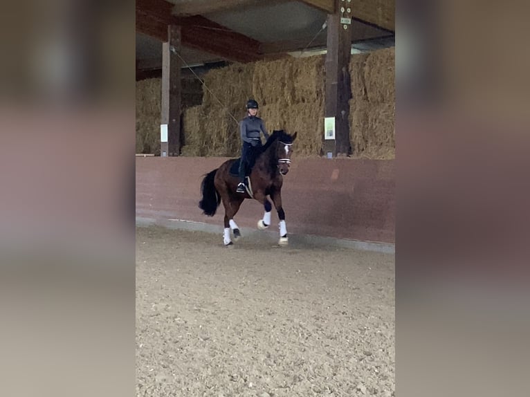 Oldenburg-International (OS) Gelding 7 years 16,3 hh Brown in Bad Orb