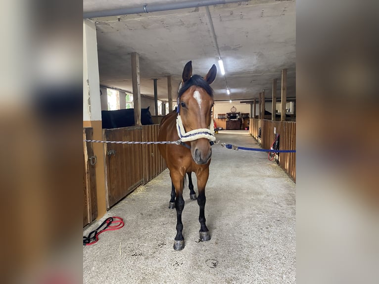 Oldenburg-International (OS) Gelding 7 years 16,3 hh Brown in Bad Orb