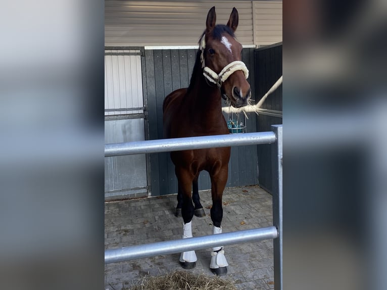 Oldenburg-International (OS) Gelding 7 years 16,3 hh Brown in Bad Orb