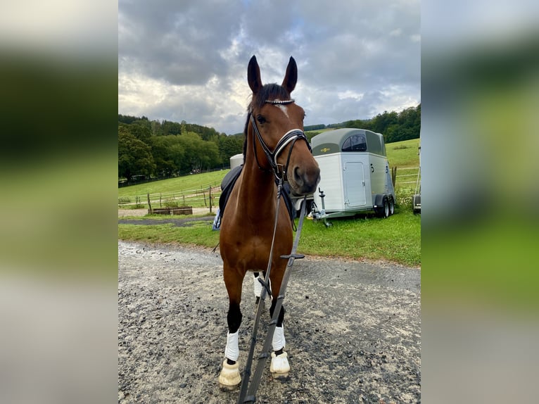 Oldenburg-International (OS) Gelding 7 years 16,3 hh Brown in Bad Orb