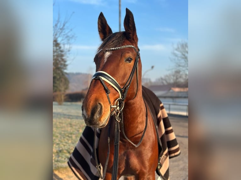 Oldenburg-International (OS) Gelding 7 years 16,3 hh Brown in Bad Orb