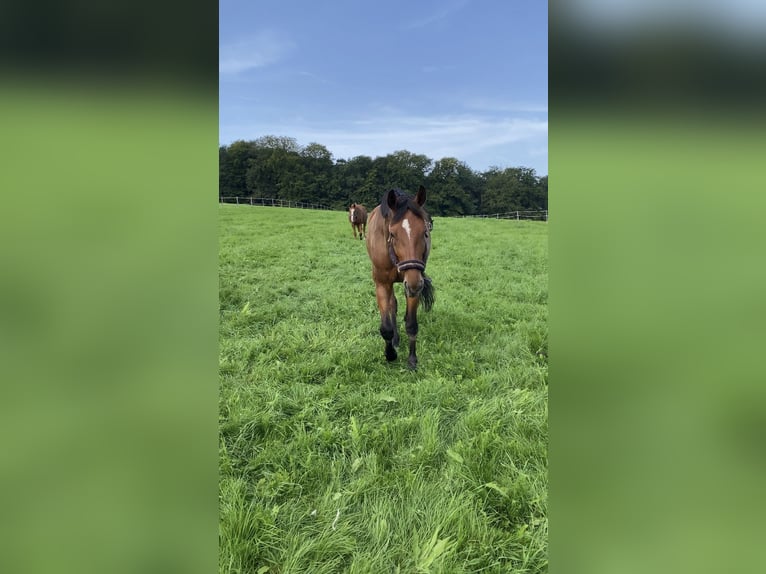 Oldenburg-International (OS) Gelding 7 years 16,3 hh Brown in Bad Orb