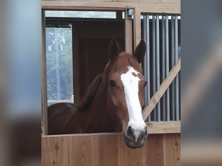 Oldenburg-International (OS) Gelding 7 years 16,3 hh Chestnut-Red in Neu-Ulm