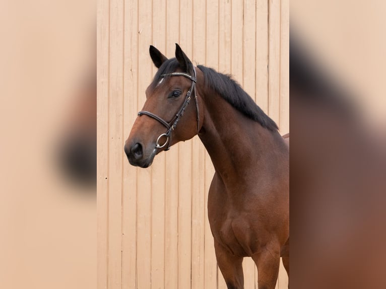 Oldenburg-International (OS) Gelding 7 years 16 hh Brown in Herschbach