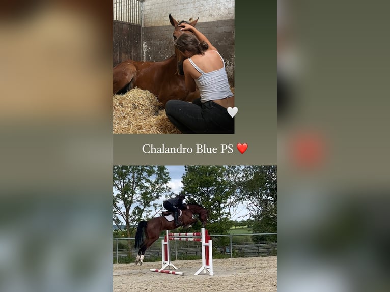 Oldenburg-International (OS) Gelding 7 years 18 hh in Weiterstadt