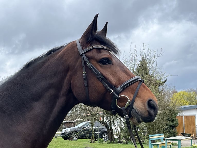 Oldenburg-International (OS) Gelding 8 years 16,1 hh Brown in Nienburg (Weser)