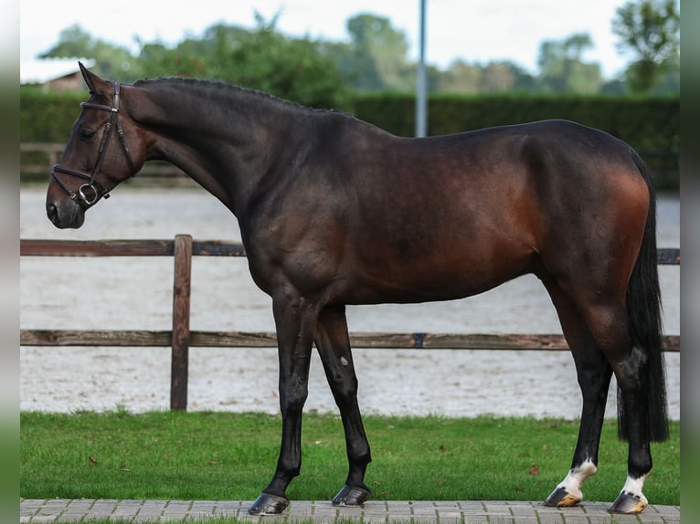 Oldenburg-International (OS) Gelding 8 years 16,2 hh Bay-Dark in Bad Bentheim