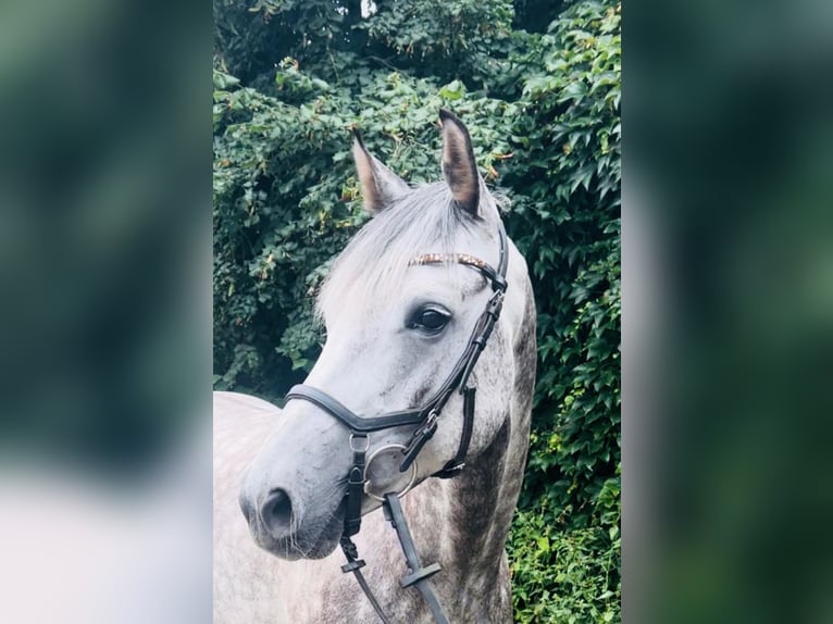 Oldenburg-International (OS) Gelding 8 years 16 hh Gray in ZevenHeeslingen