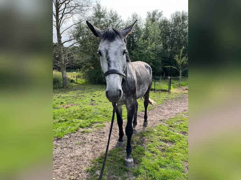 Oldenburg-International (OS) Gelding 8 years 17 hh Gray in Dickel