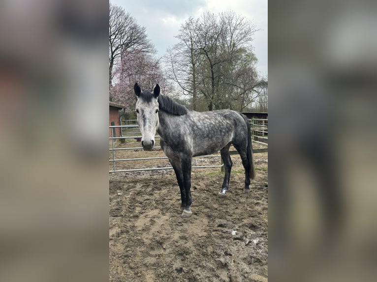 Oldenburg-International (OS) Gelding 8 years 17 hh Gray in Dickel