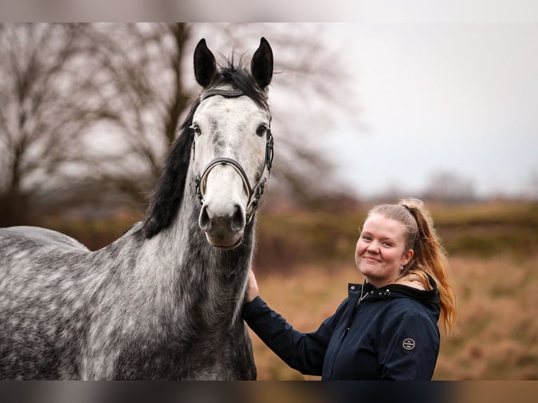 Oldenburg-International (OS) Gelding 8 years 17 hh Gray in Dickel