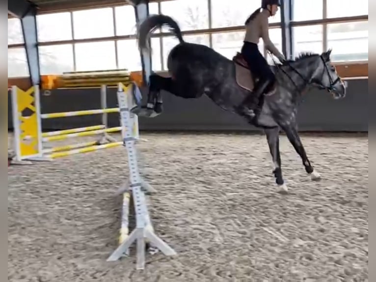 Oldenburg-International (OS) Gelding 9 years 16,1 hh Gray in Elmenhorst