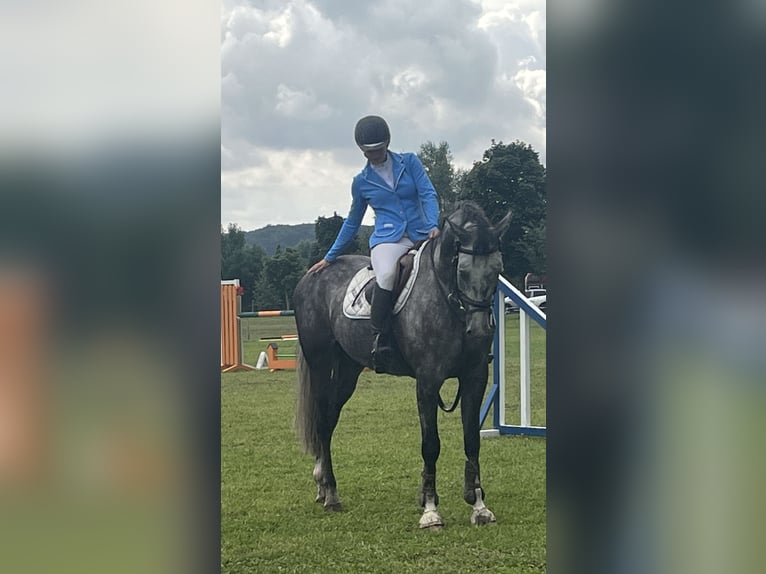 Oldenburg-International (OS) Gelding 9 years 16,1 hh Gray in Elmenhorst