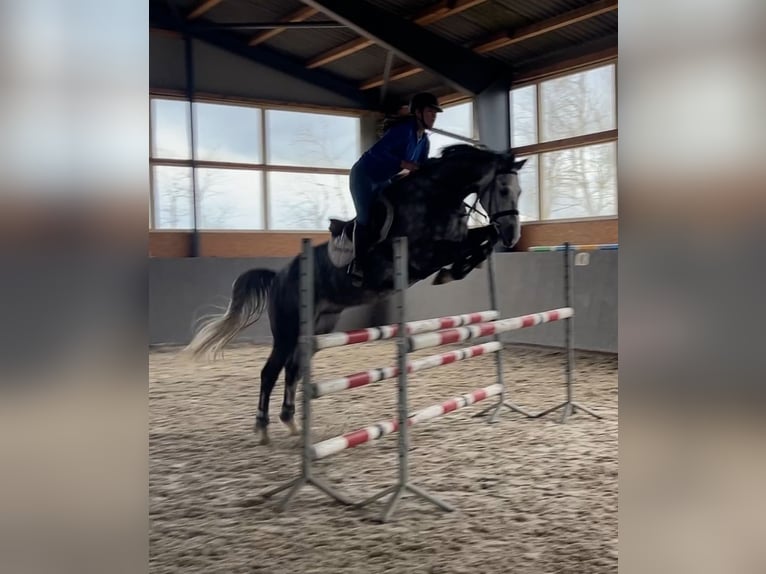 Oldenburg-International (OS) Gelding 9 years 16,1 hh Gray in Elmenhorst