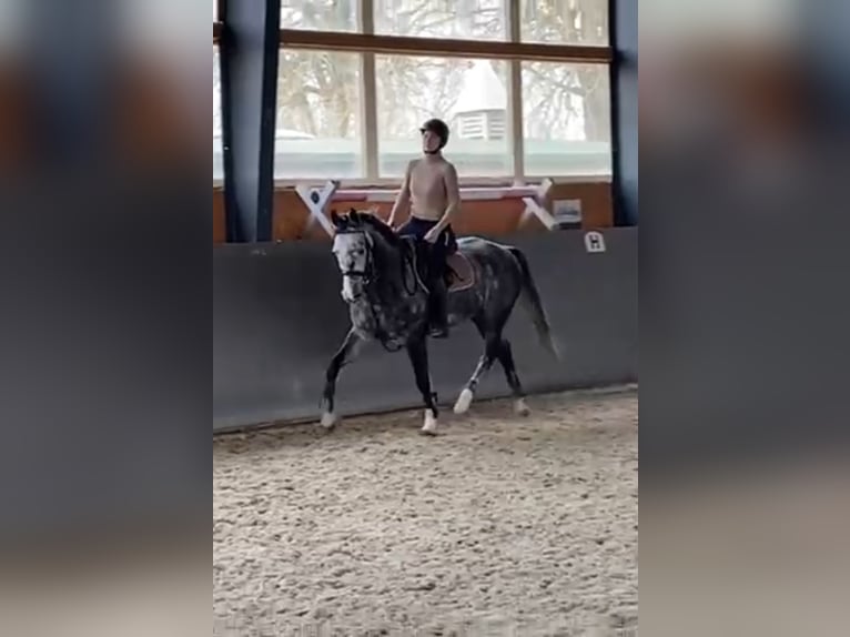 Oldenburg-International (OS) Gelding 9 years 16,1 hh Gray in Elmenhorst