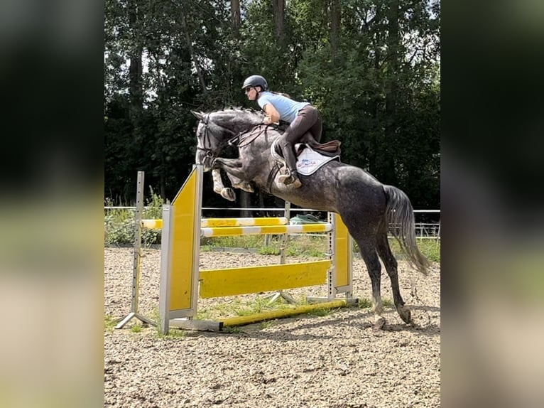 Oldenburg-International (OS) Gelding 9 years 16,1 hh Gray in Elmenhorst