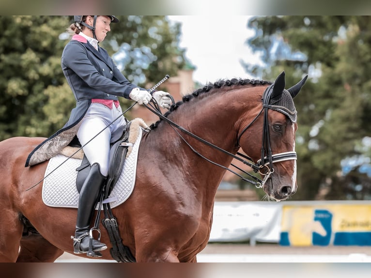 Oldenburg-International (OS) Hingst 14 år 172 cm Brun in Prague