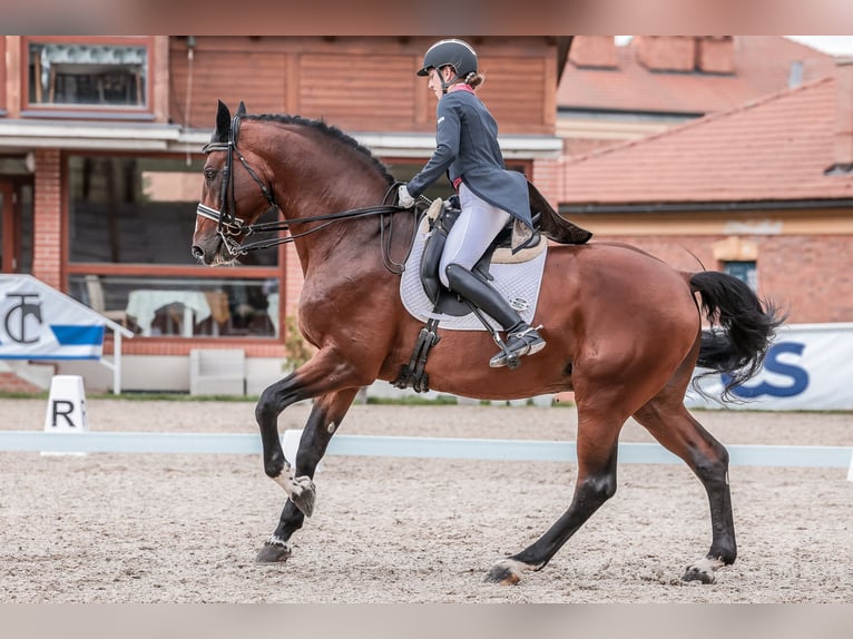 Oldenburg-International (OS) Hingst 14 år 172 cm Brun in Prague