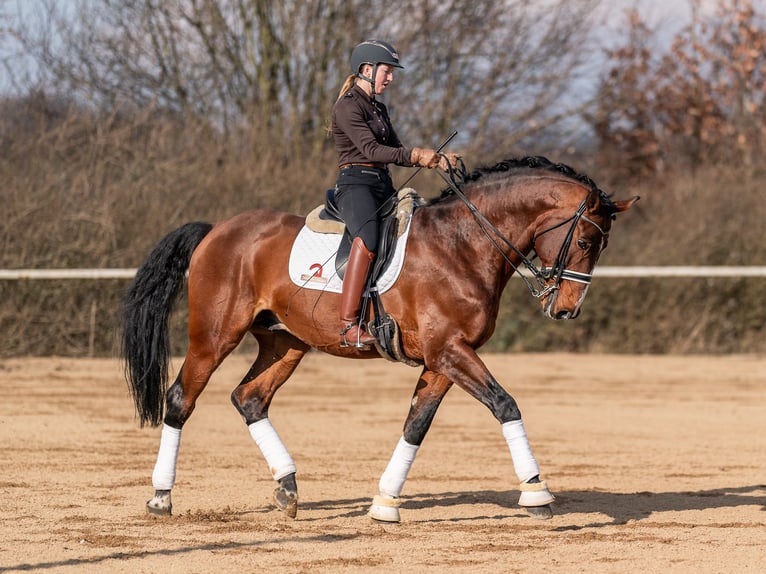 Oldenburg-International (OS) Hingst 14 år 172 cm Brun in Prague