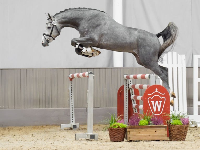 Oldenburg-International (OS) Hingst 2 år Grå in Münster-Handorf