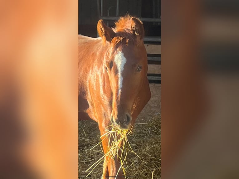 Oldenburg-International (OS) Hingst Föl (05/2024) 168 cm fux in Wiesloch