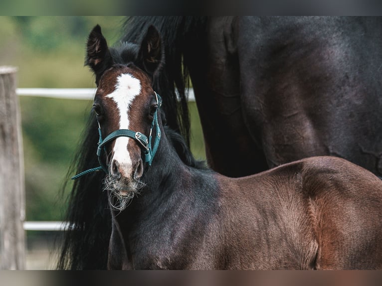 Oldenburg-International (OS) Hingst Föl (05/2024) 170 cm Kan vara vit in Birkenbeul