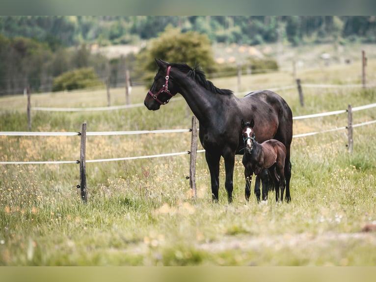 Oldenburg-International (OS) Hingst Föl (05/2024) 170 cm Kan vara vit in Birkenbeul