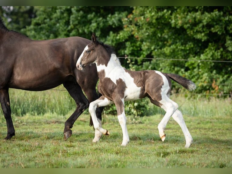 Oldenburg-International (OS) Hingst Föl (05/2024) 170 cm Pinto in Brake