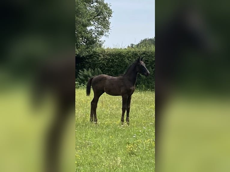 Oldenburg-International (OS) Hingst Föl (05/2024) 170 cm Svart in Schapen