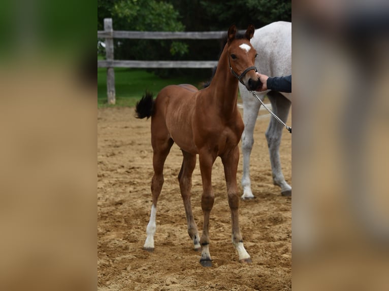 Oldenburg-International (OS) Hingst Föl (06/2024) 173 cm Brun in Saint-charles-de-bourget