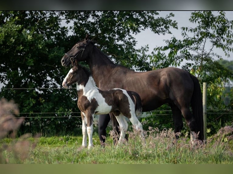 Oldenburg-International (OS) Hingst Föl (05/2024) 175 cm Pinto in Brake